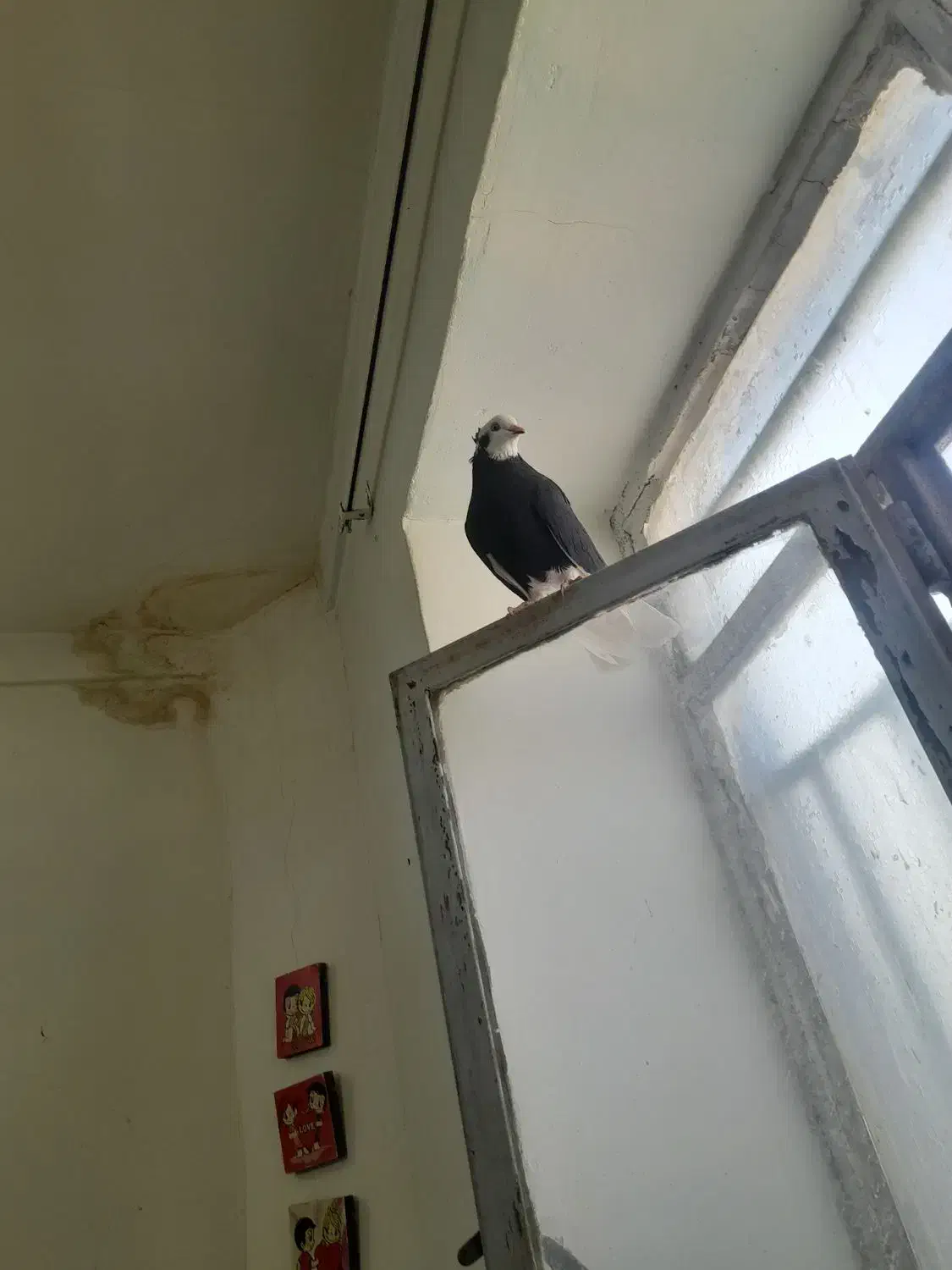 ابلغ سیاه ماده عالی|پرنده|طبس, |دیوار