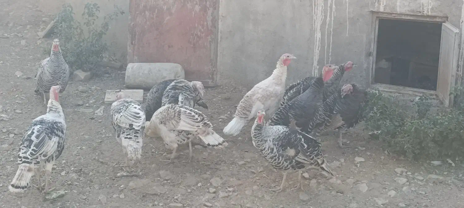 بوقلمون محلی|حیوانات مزرعه|بروجرد, |دیوار