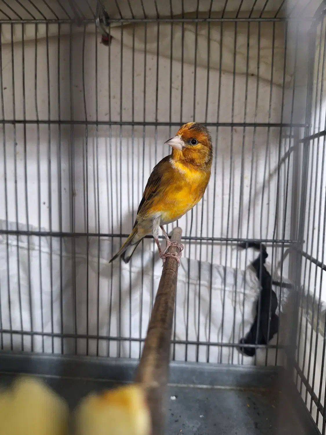 سهره قناری|پرنده|اسلام‌شهر, شهرک سالور|دیوار