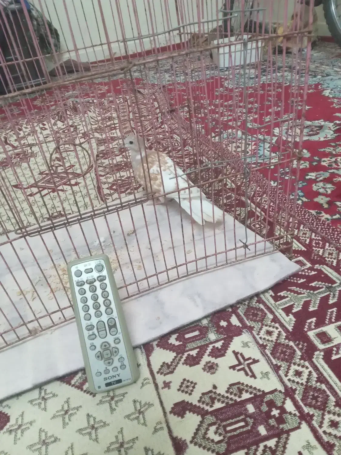 کنترل یا کریم|تلویزیون و پروژکتور|اندیمشک, |دیوار