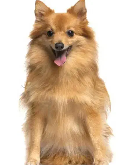 سگ نژاد اشپیتز.میکس نمایشگاهی روباهی|سگ|مشهد, گلبرگ شمالی|دیوار