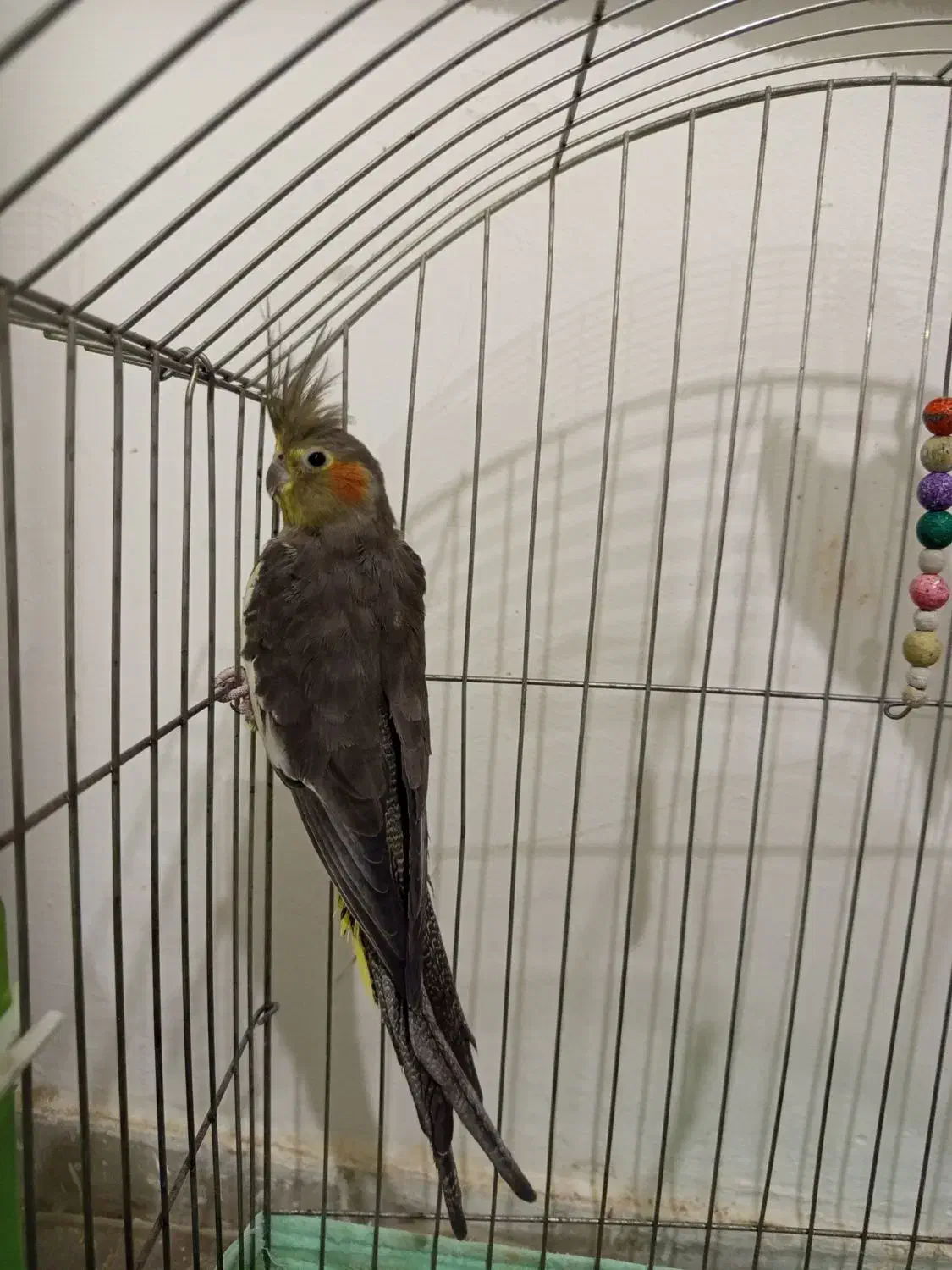 عروس هلندی ماده|پرنده|فردوسیه, |دیوار