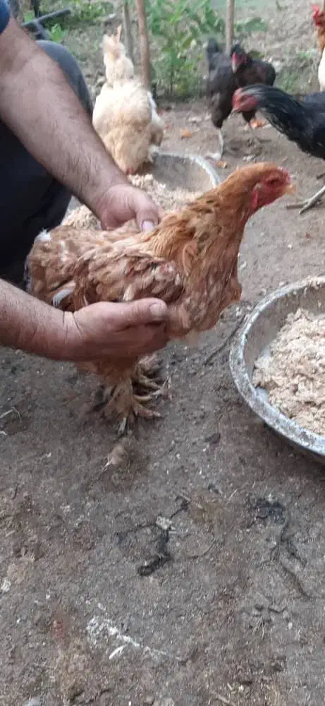 خروس و مرغ برهما یا امپراطور|حیوانات مزرعه|فرح آباد, |دیوار