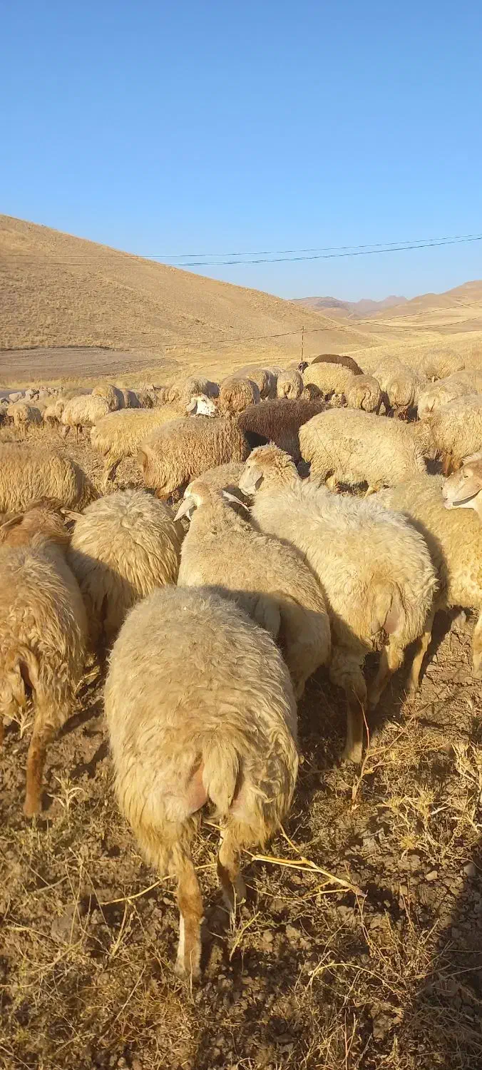 فروش دام (  گوسفند  ) جوان|حیوانات مزرعه|هریس, |دیوار