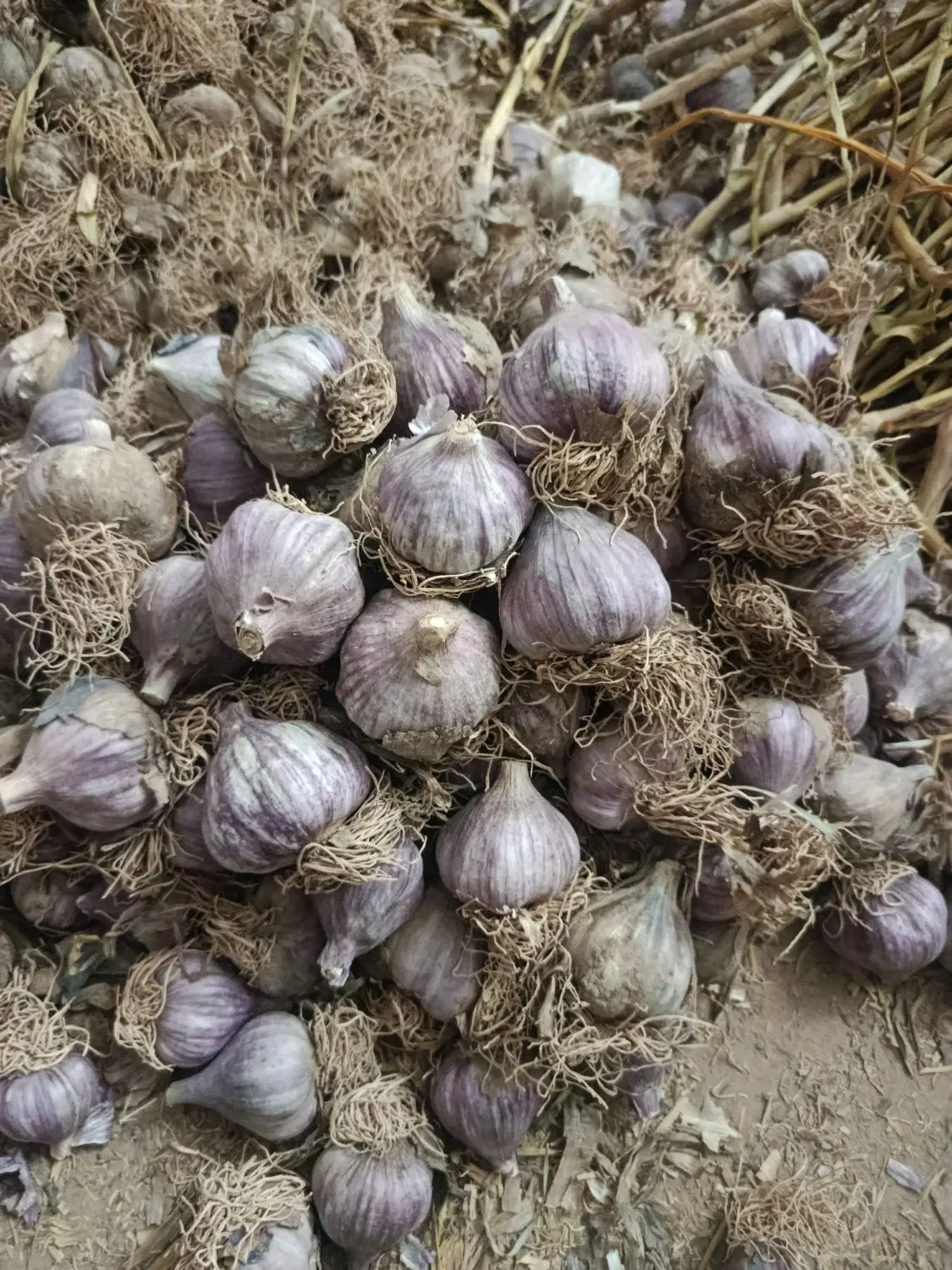 سیر|عمده‌فروشی|زابل, |دیوار