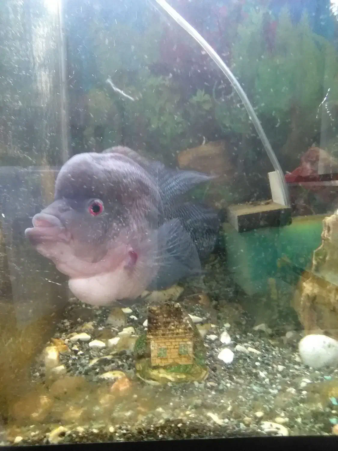 فلاور باکس درشت کلکسیونی|ماهی|مشهد, شاهد (شهرک غرب)|دیوار