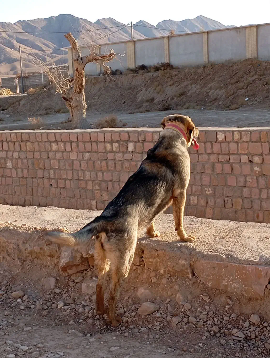 سگ پژدر|سگ|گرمسار, |دیوار