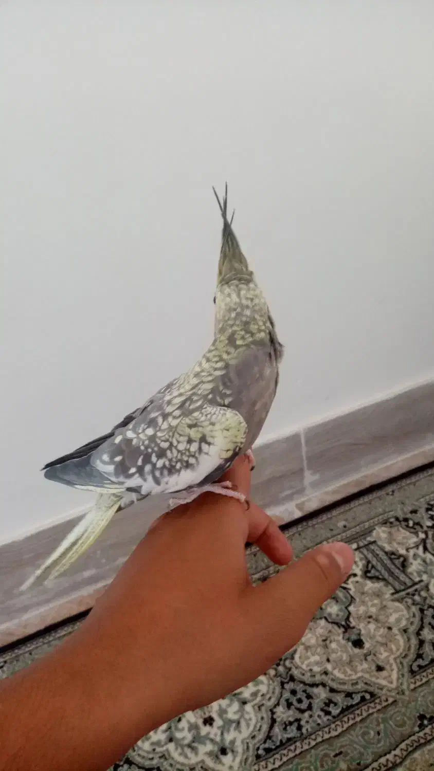 عروس هلندی فروش فوری|پرنده|اردکان, |دیوار