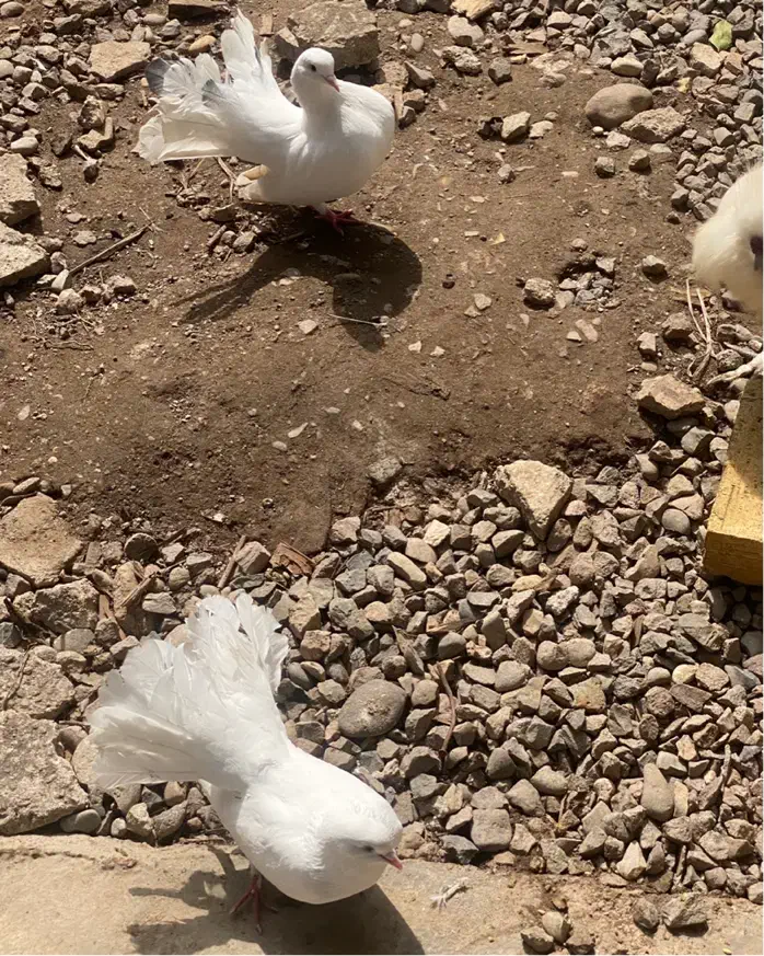 کبوتر سفید دم چتری|پرنده|لاهیجان, بازکیاگوراب|دیوار