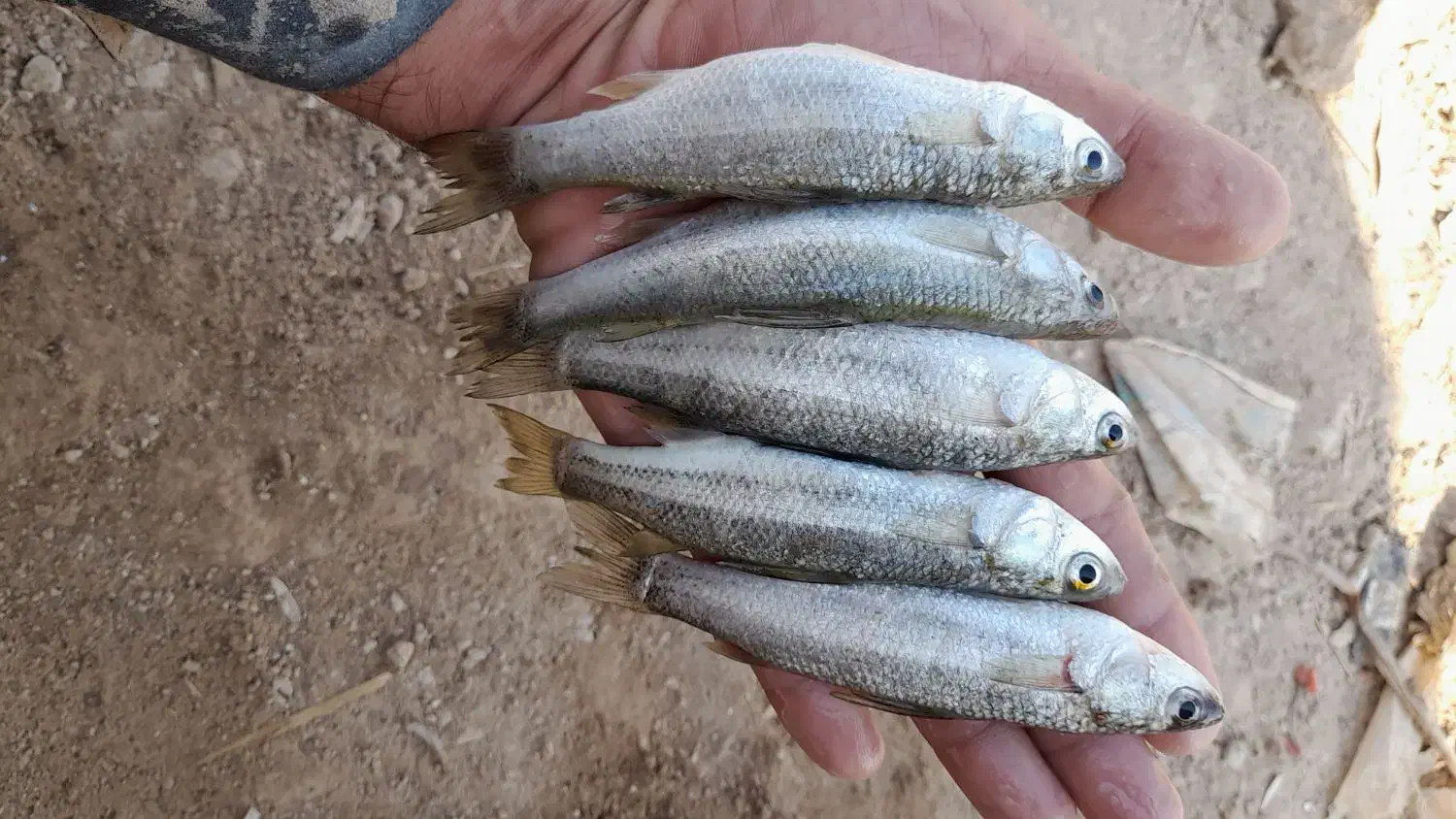 سلام علیکم|ماهی|خرمشهر, |دیوار