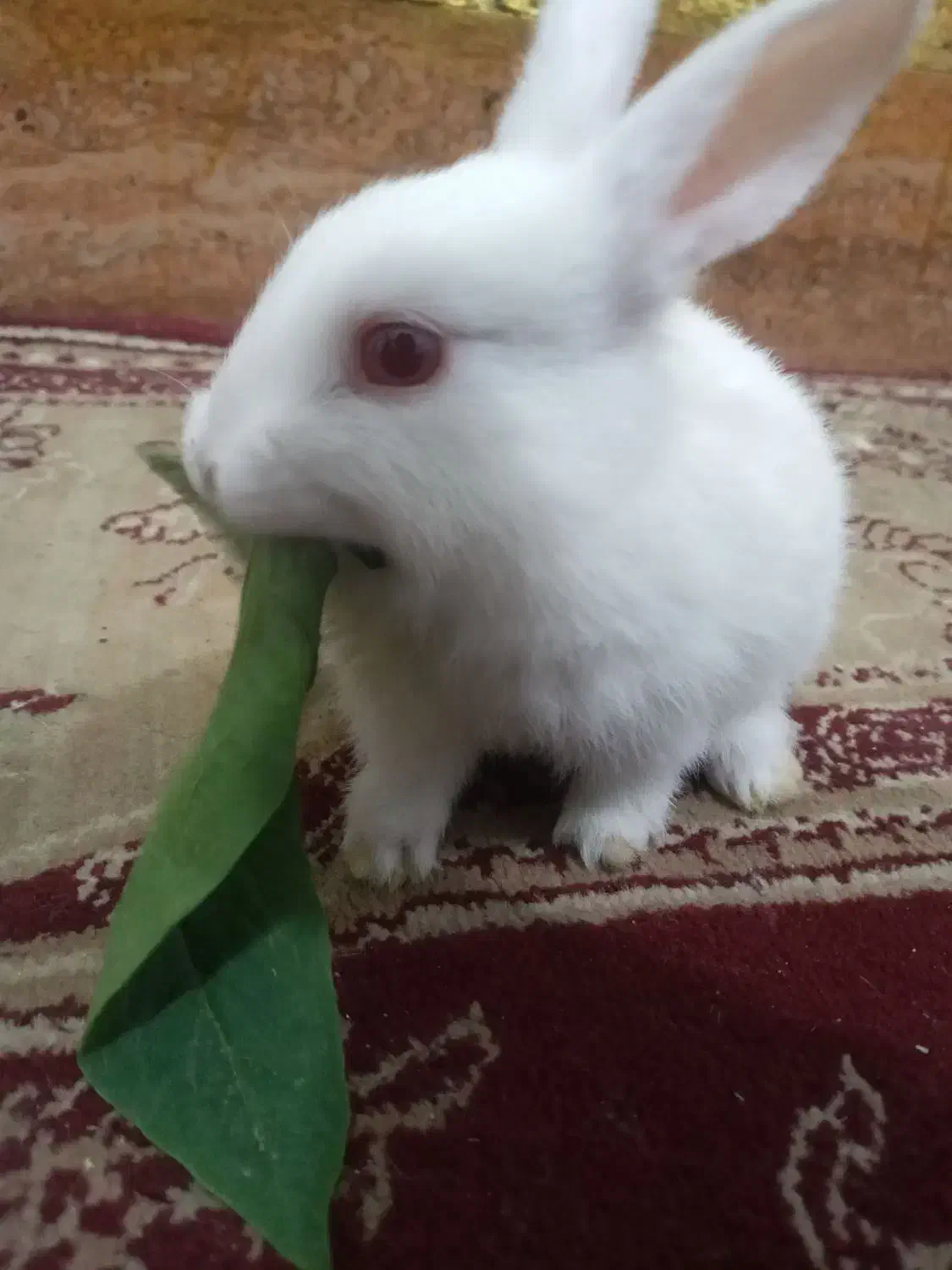 خرگوش کوچک|موش و خرگوش|شادگان, |دیوار