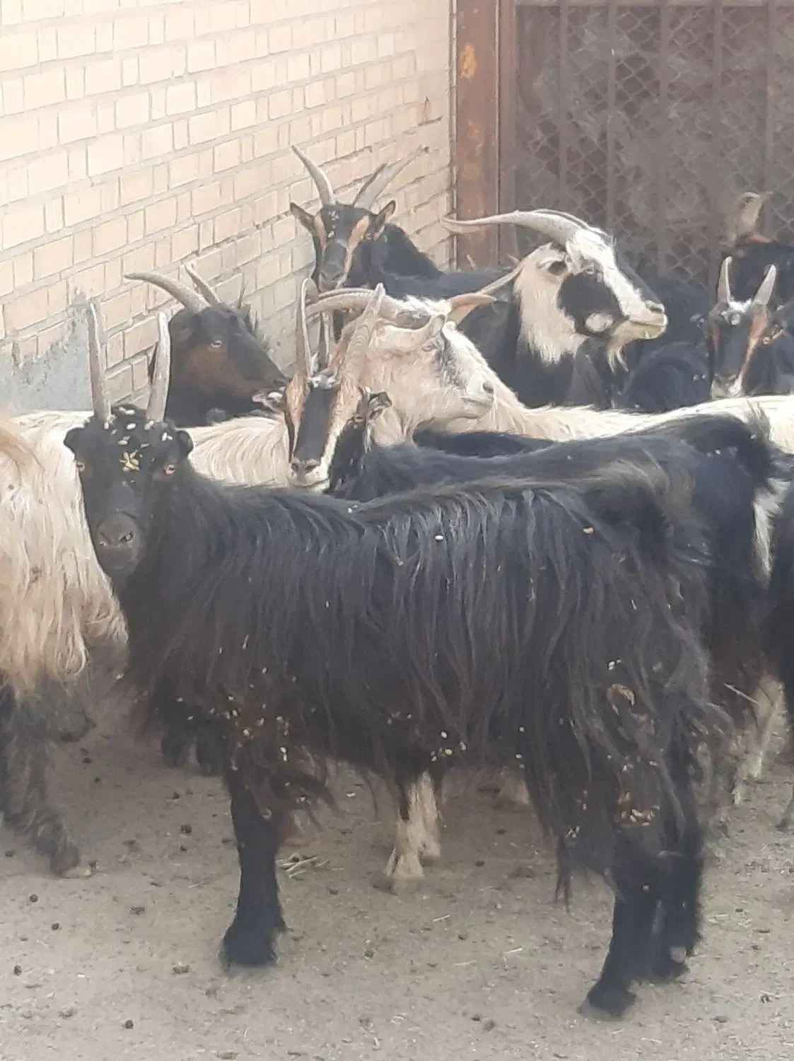 شانزده راس بز ابستن مایه کرده میش بزغاله|حیوانات مزرعه|خاوران, |دیوار