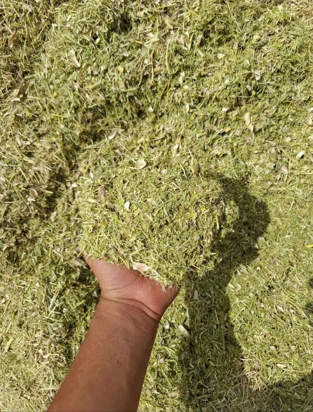 کاه|لوازم جانبی حیوانات|فیروزآباد (فارس), |دیوار