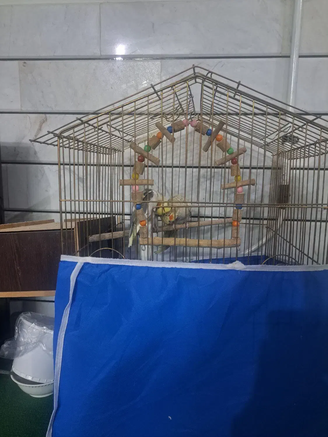 عروس هلندی مولد|پرنده|خمینی‌شهر, |دیوار