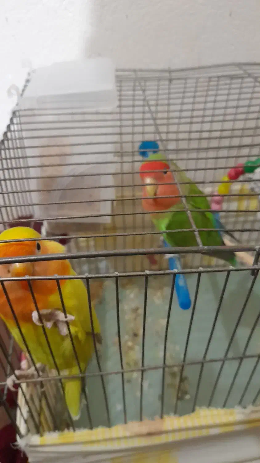 طوطی برزیلی|پرنده|سقز, |دیوار