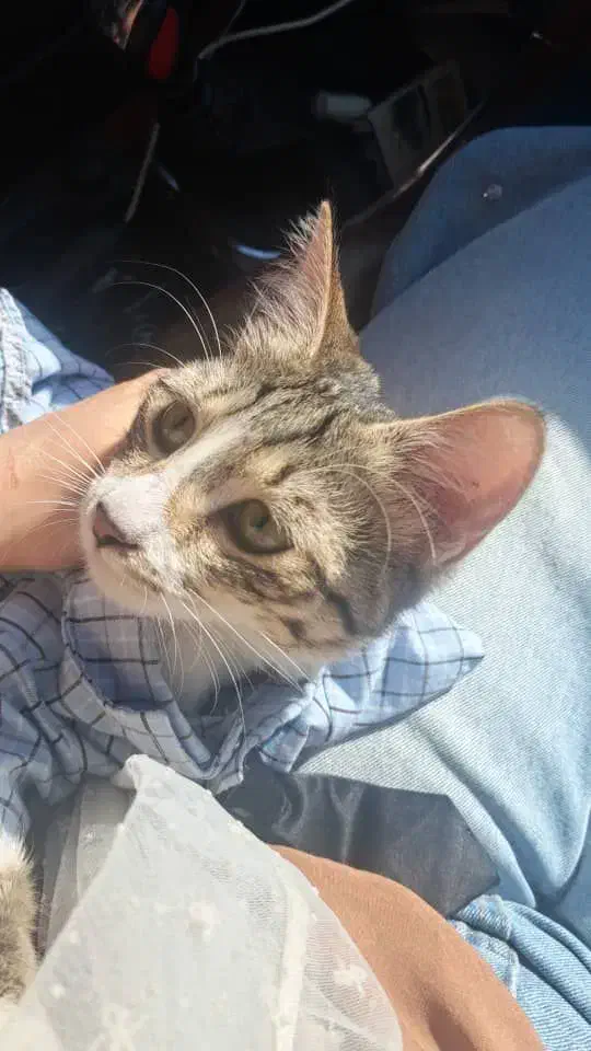 گربه DSH ماده|گربه|تهران, جیحون|دیوار