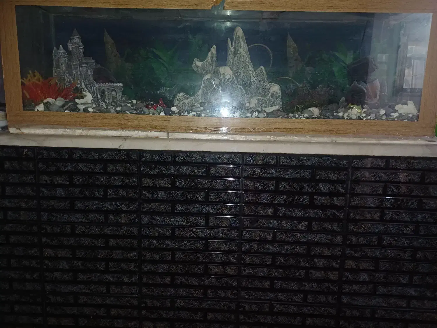 اکواریوم|ماهی|تهران, مختاری|دیوار