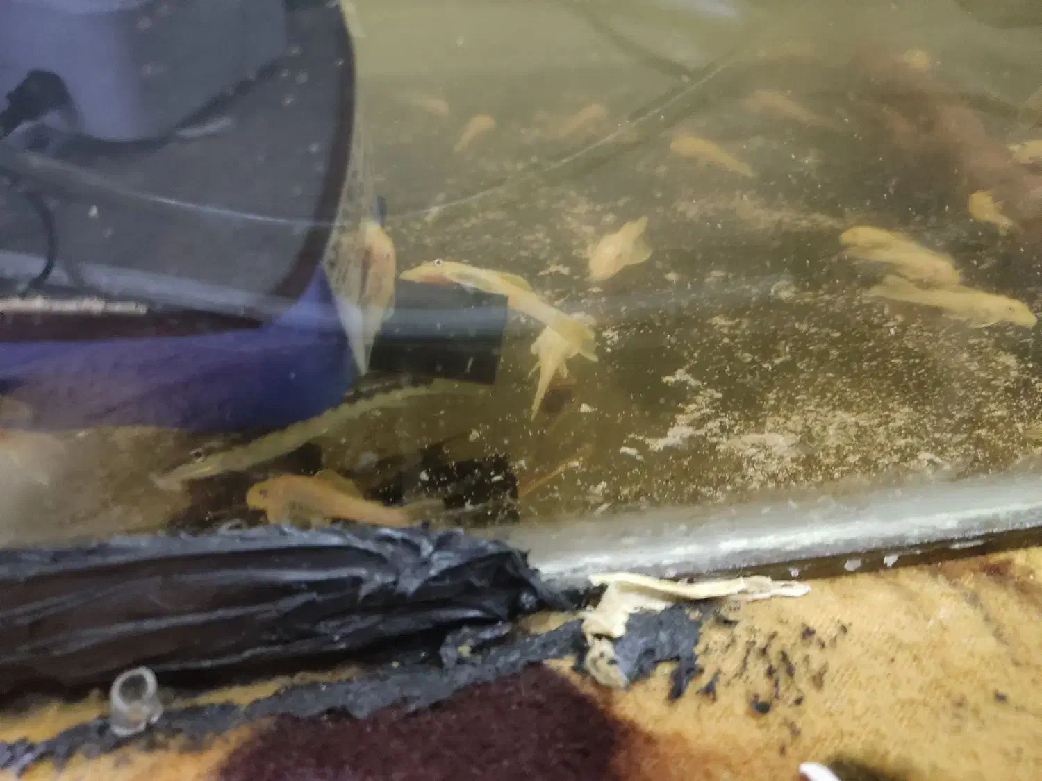 کت پوزه‌ بوته ای بلو آیز.لجنخوار پوزه بوته ای|ماهی|مشهد, حجت|دیوار