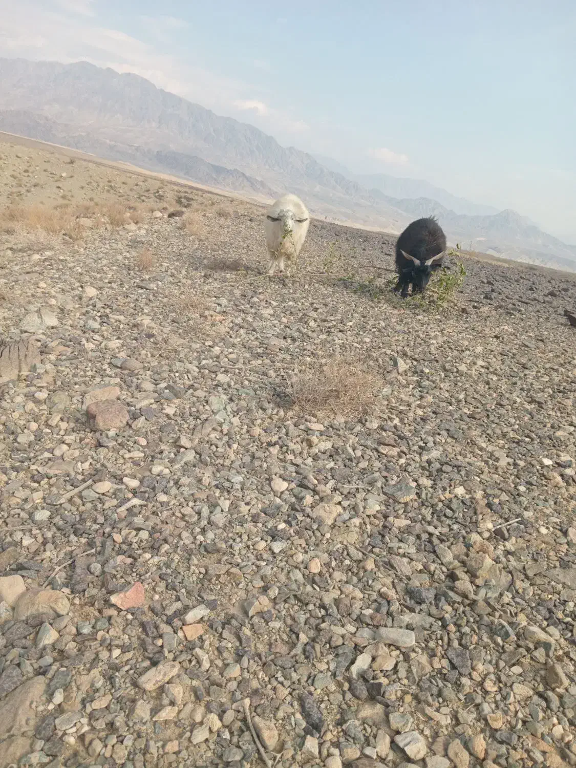 حیوانات|حیوانات مزرعه|اسفندقه, |دیوار