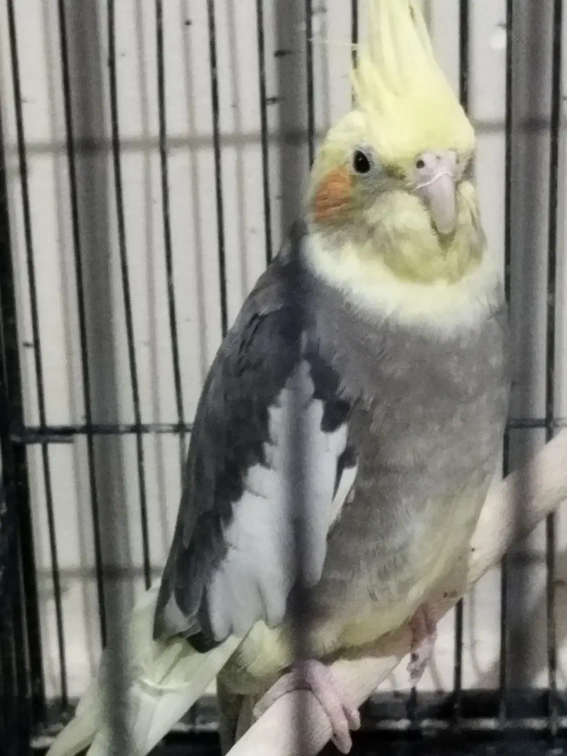 فروش یه عدد عروس هلندی ماده گل باقالی مست|پرنده|مشکین‌دشت, |دیوار