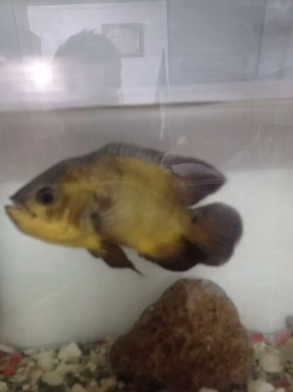 ماهی اسکار|ماهی|ایرانشهر, |دیوار