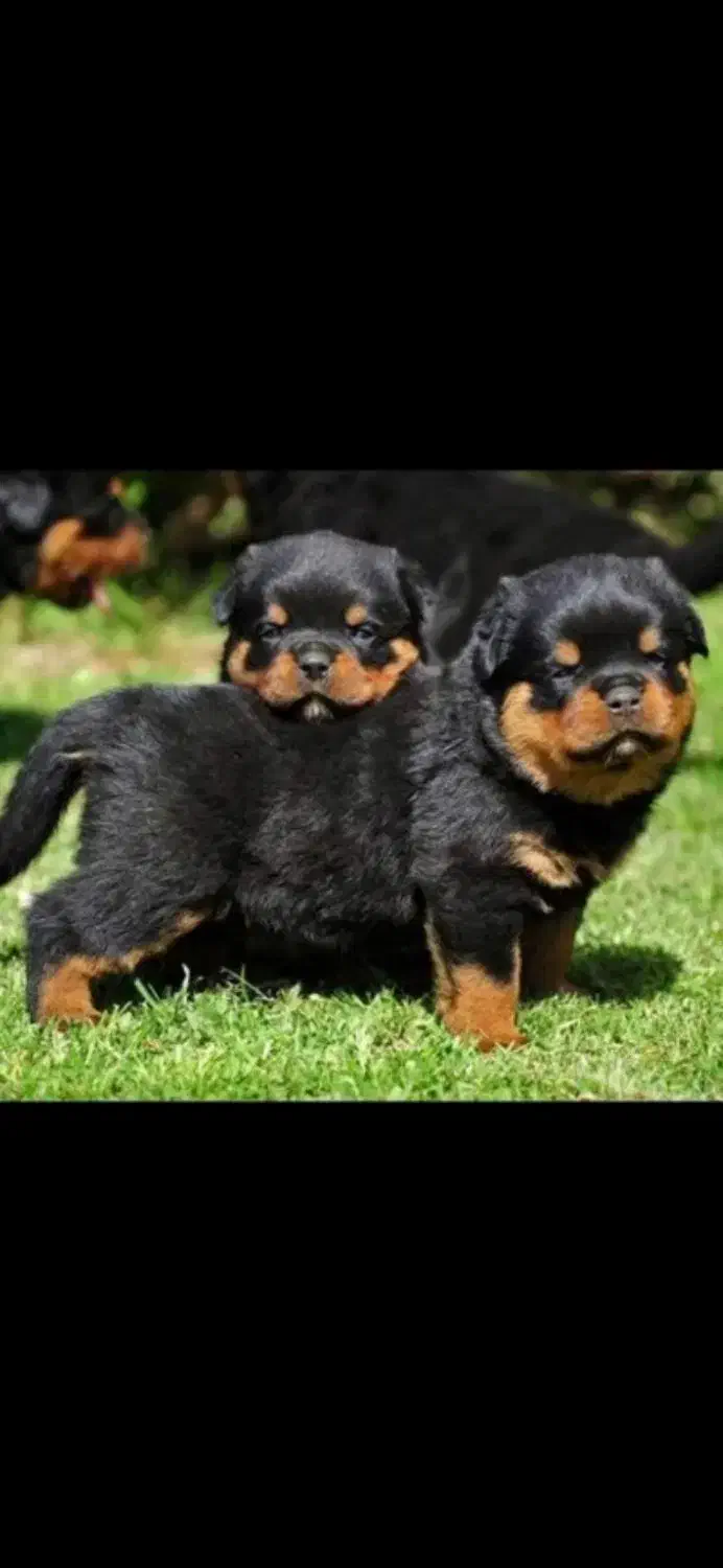 واگذاری سگ توله روتوایلر اصیل نگهبان|سگ|کرمان, |دیوار