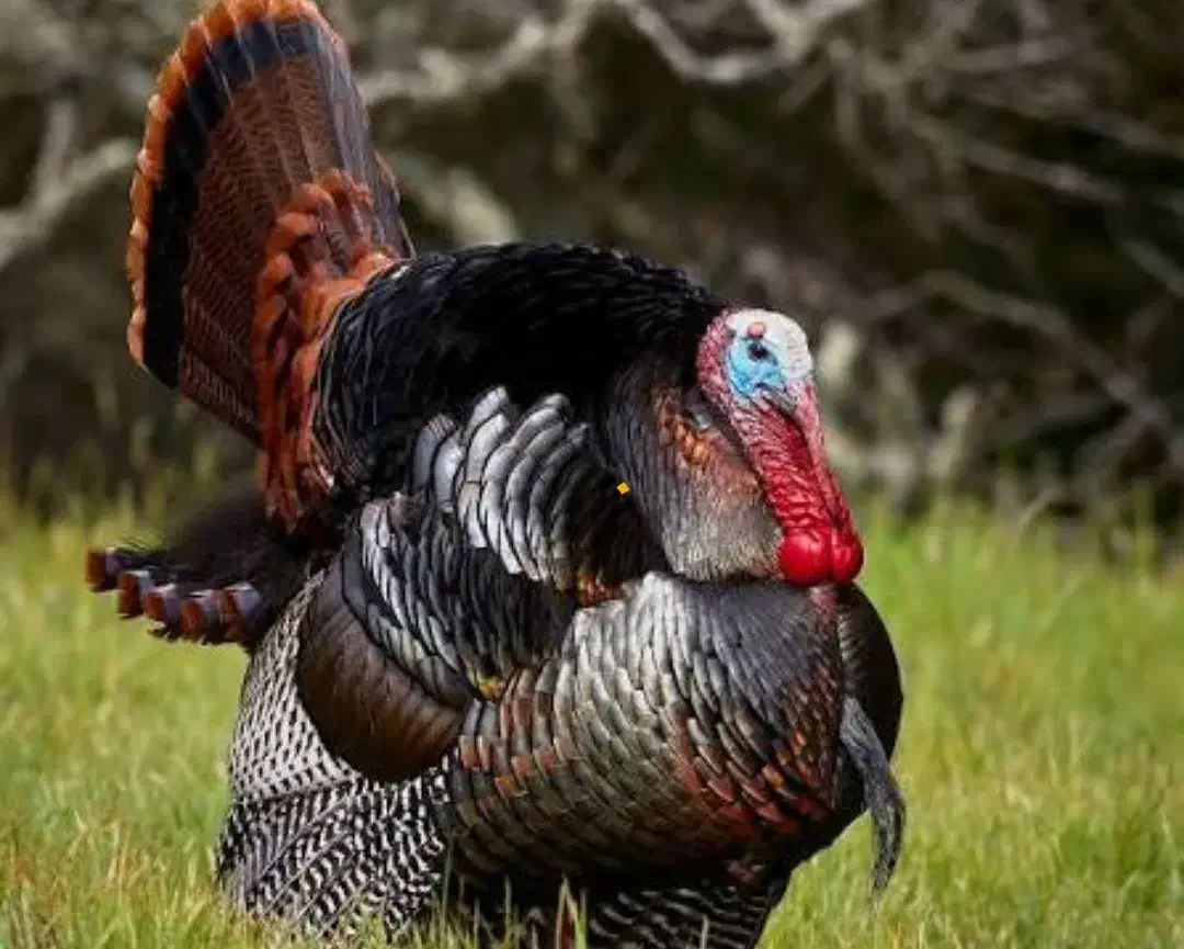 بقلمون ۴۰عدد|حیوانات مزرعه|فسا, |دیوار