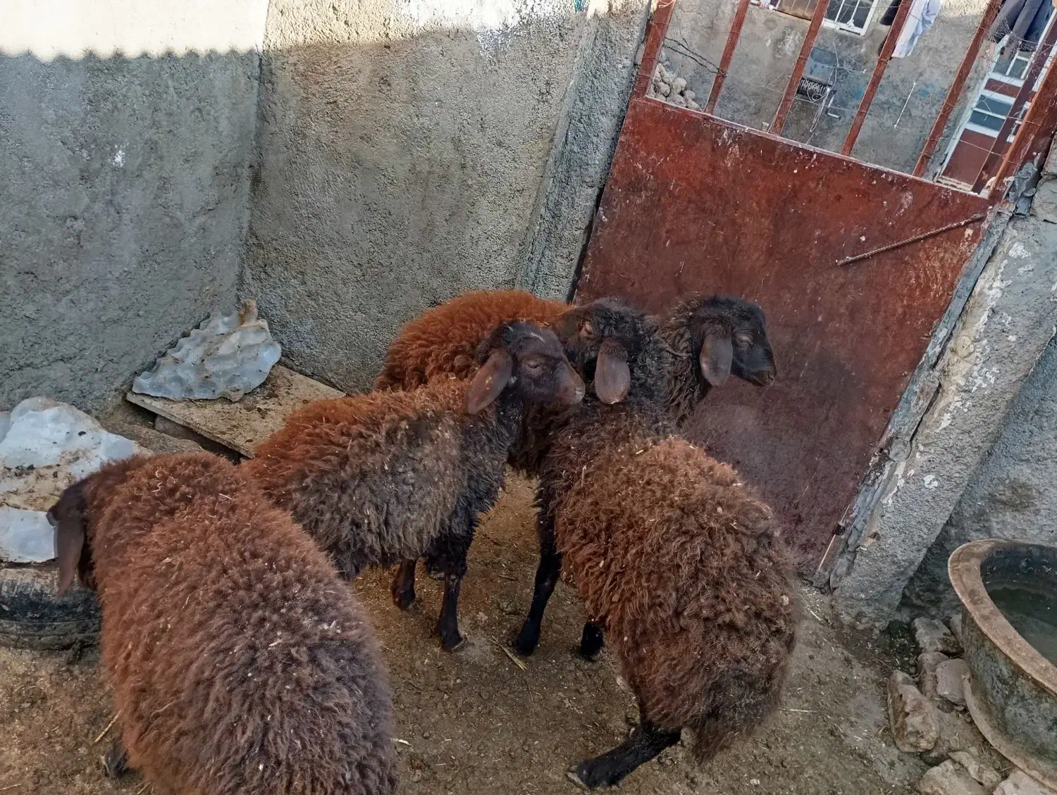 پنج عدد بزغاله|حیوانات مزرعه|نیشابور, دربقاضی|دیوار