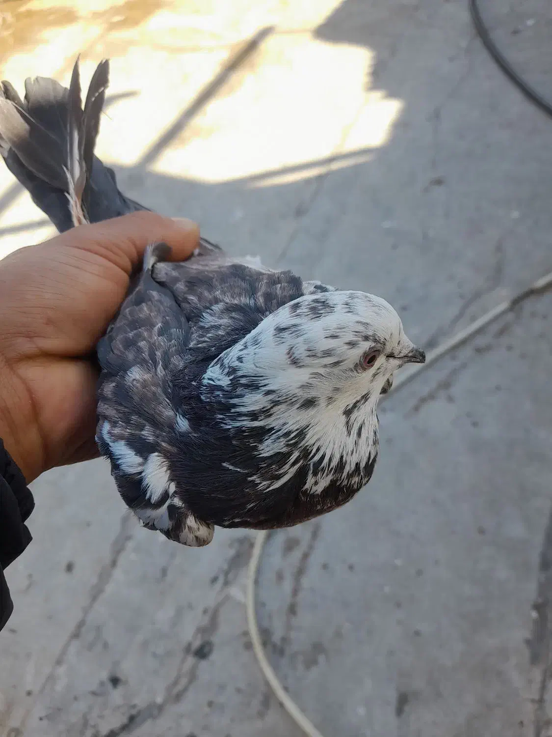 پرنده|پرنده|پاکدشت, پارچین|دیوار