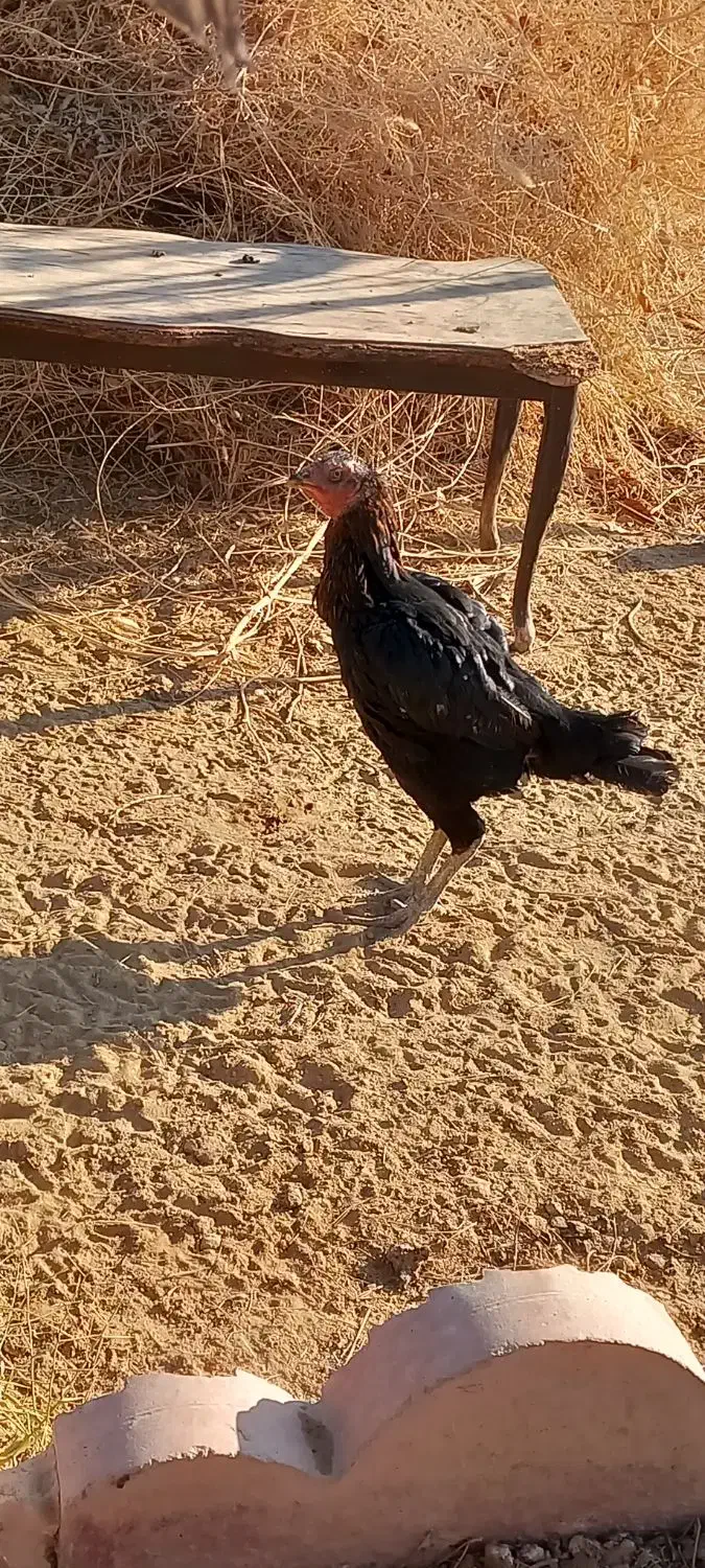 مرغ و خروس لاری|حیوانات مزرعه|شاهرود, |دیوار