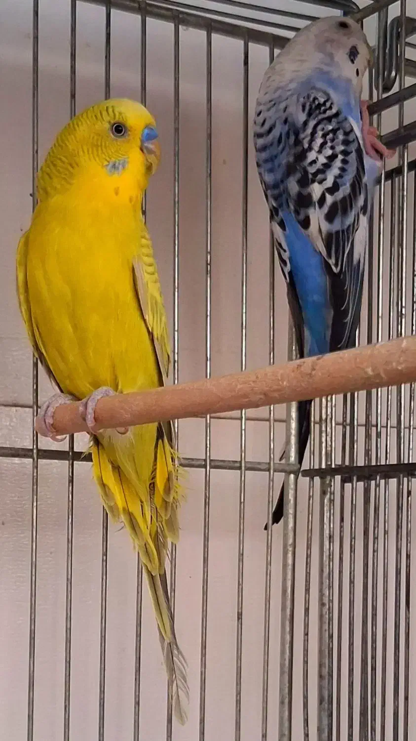 مرغ عشق مولد با جوجه های تازه دونخور و تخم و لانه|پرنده|شاهین‌شهر, مسکن مهر|دیوار