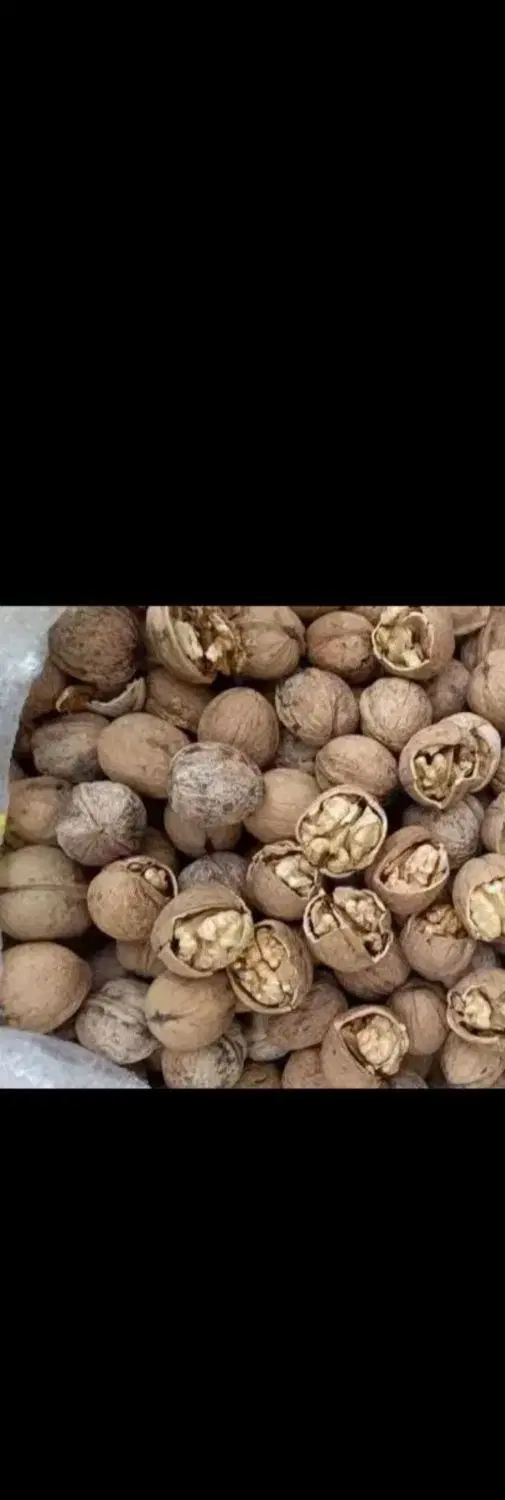 گردو|خوردنی و آشامیدنی|قوچان, |دیوار