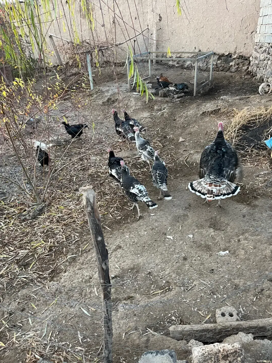 بوقلمون|حیوانات مزرعه|پلدشت, |دیوار