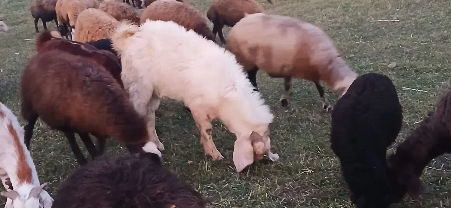 بز سانن نر دو دندان سلفن برای نگهداری ونسل گشی|حیوانات مزرعه|اردبیل, |دیوار