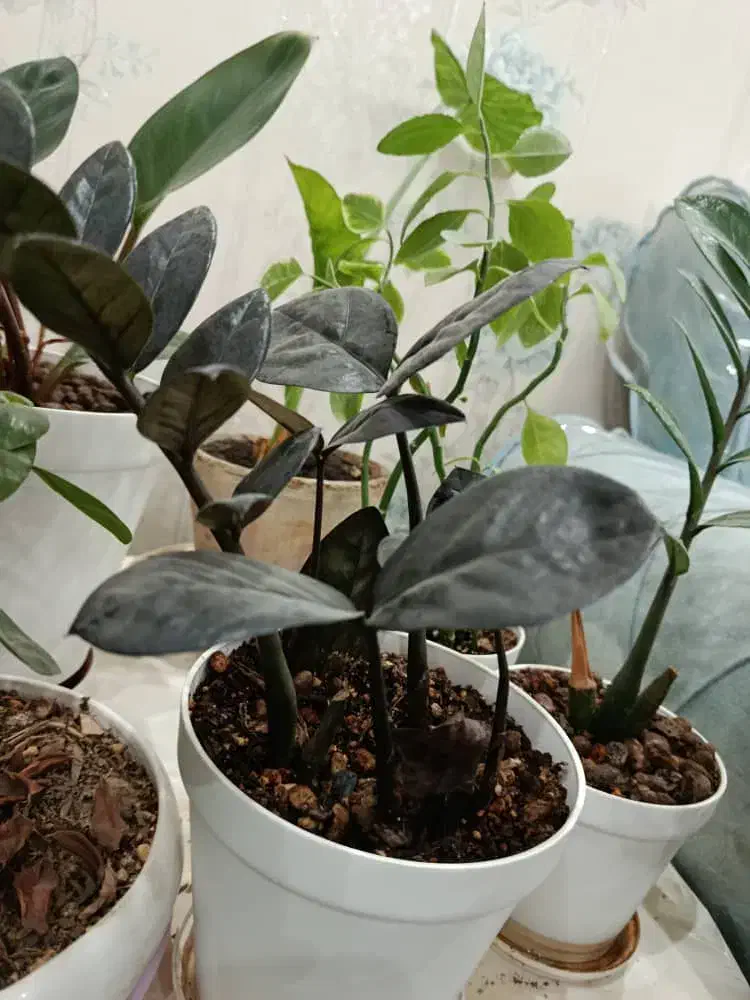 گل طبیعی|گل و گیاه طبیعی|فولادشهر, B5|دیوار