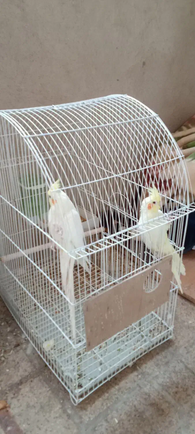 فروش عروس هلندی|پرنده|شیراز, گویم|دیوار