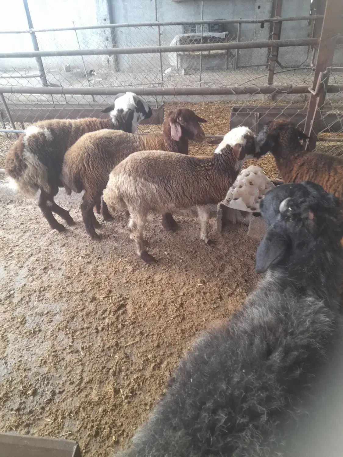 بره|حیوانات مزرعه|گرگان, |دیوار