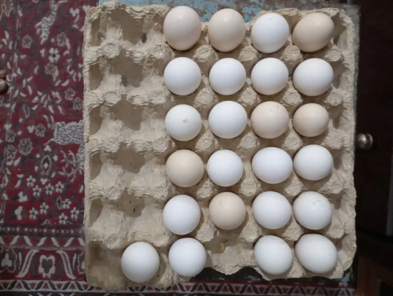 فروش تخم مرغ گلین خالص و فول کیفیت|حیوانات مزرعه|کازرون, |دیوار
