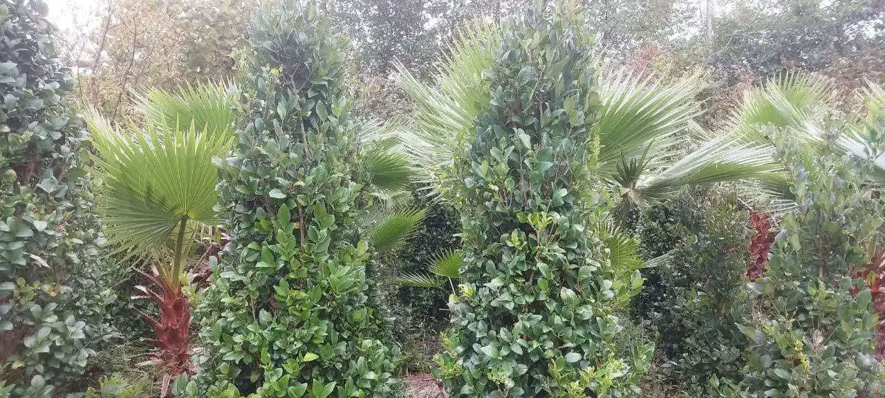 یاس هلندی زمینی|خدمات باغبانی و درختکاری|رودسر, |دیوار