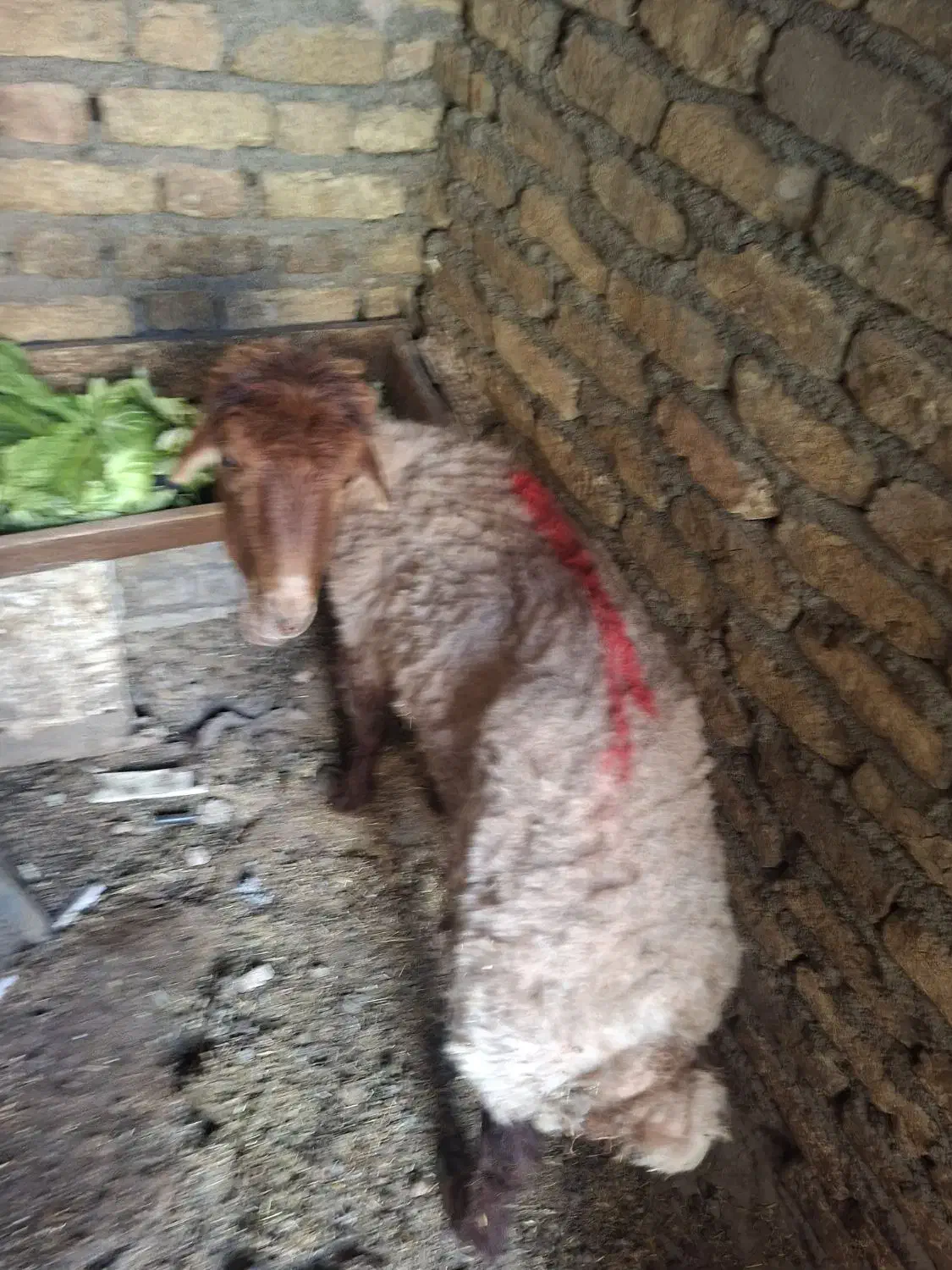 گوسفند بره واسه عقیقه دختر|حیوانات مزرعه|مشهد, قائم|دیوار