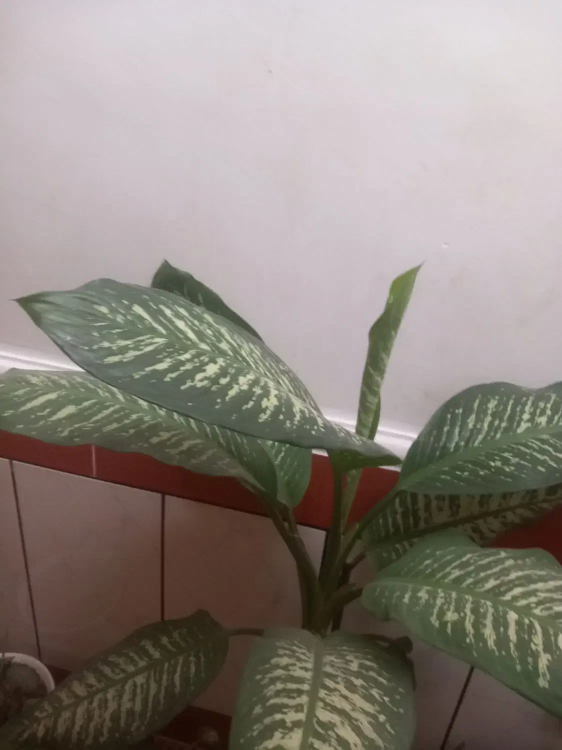 دیفن فروشی|گل و گیاه طبیعی|ایذه, |دیوار