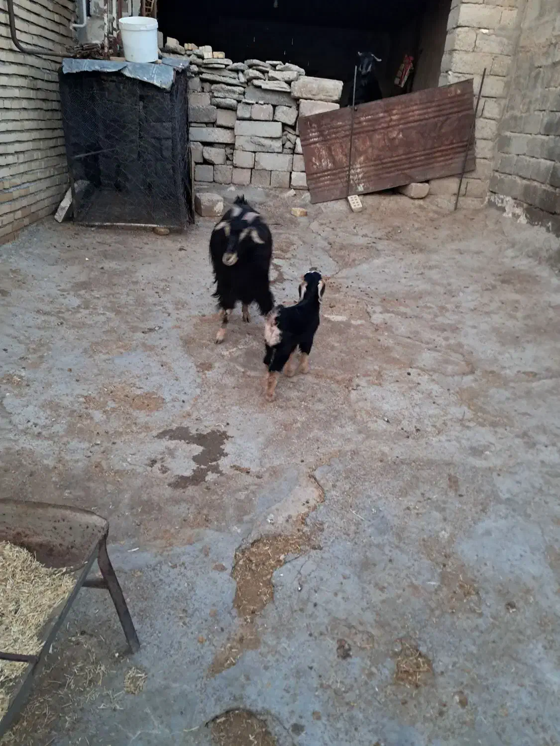 بز و کر|حیوانات مزرعه|دهلران, |دیوار