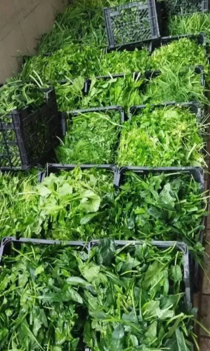 سبزی خوزستان|خوردنی و آشامیدنی|نجف‌آباد, حومه نجف آباد|دیوار