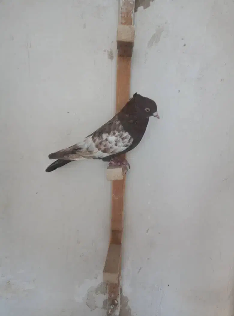 نرو ماده سینه|پرنده|شیراز, شهرک مفتح|دیوار