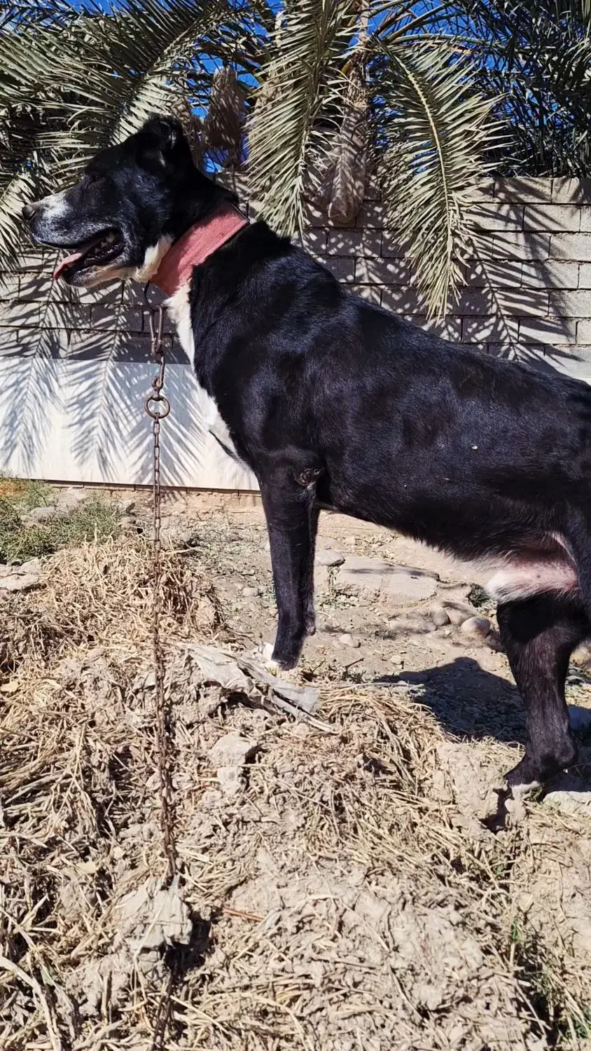 سگ قدرجونی|سگ|امیدیه, |دیوار