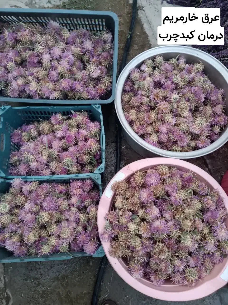 میخواهی کبد چرب ،یبوست را راحت درمان کنی|خوردنی و آشامیدنی|لردگان, |دیوار