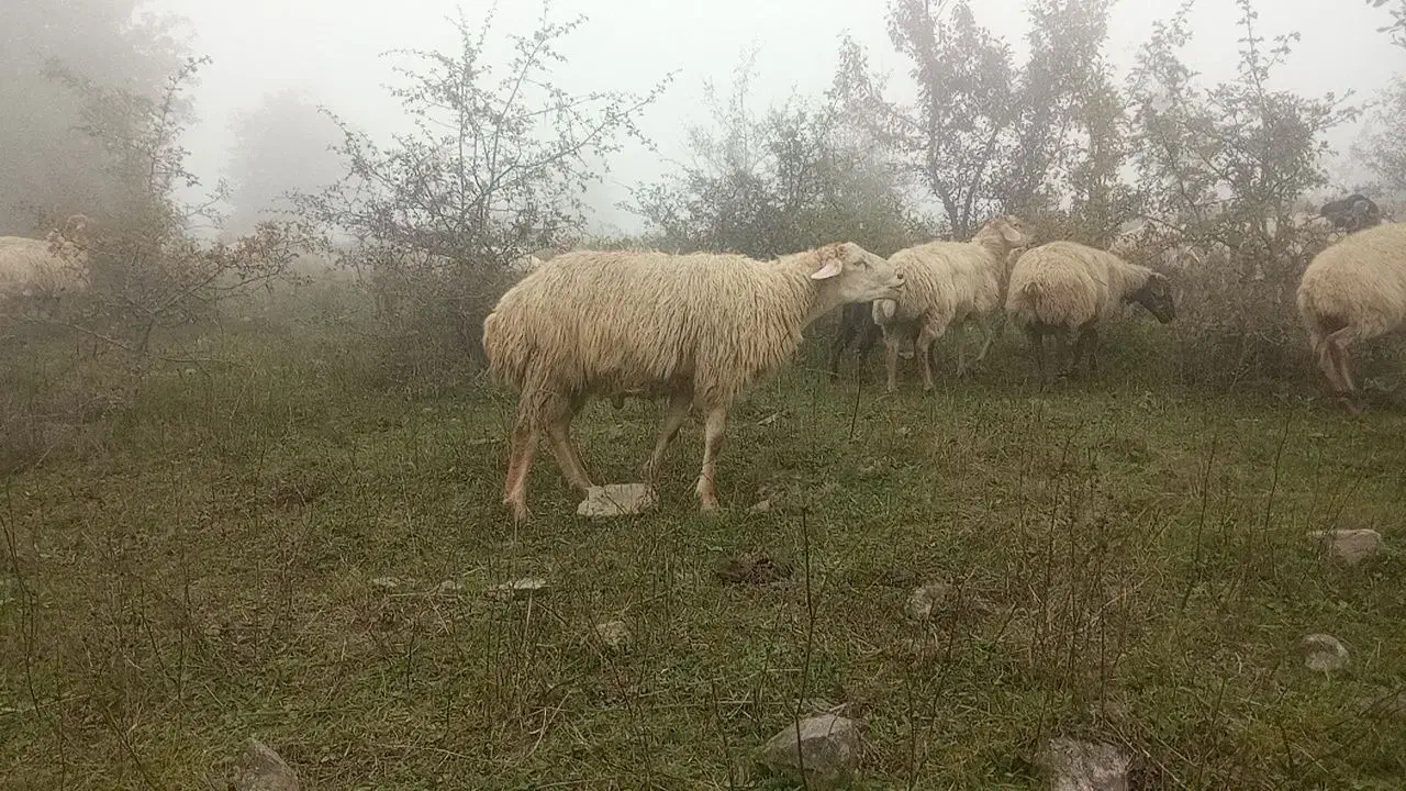 قوچ شیشک مغانی|حیوانات مزرعه|خدا آفرین, |دیوار