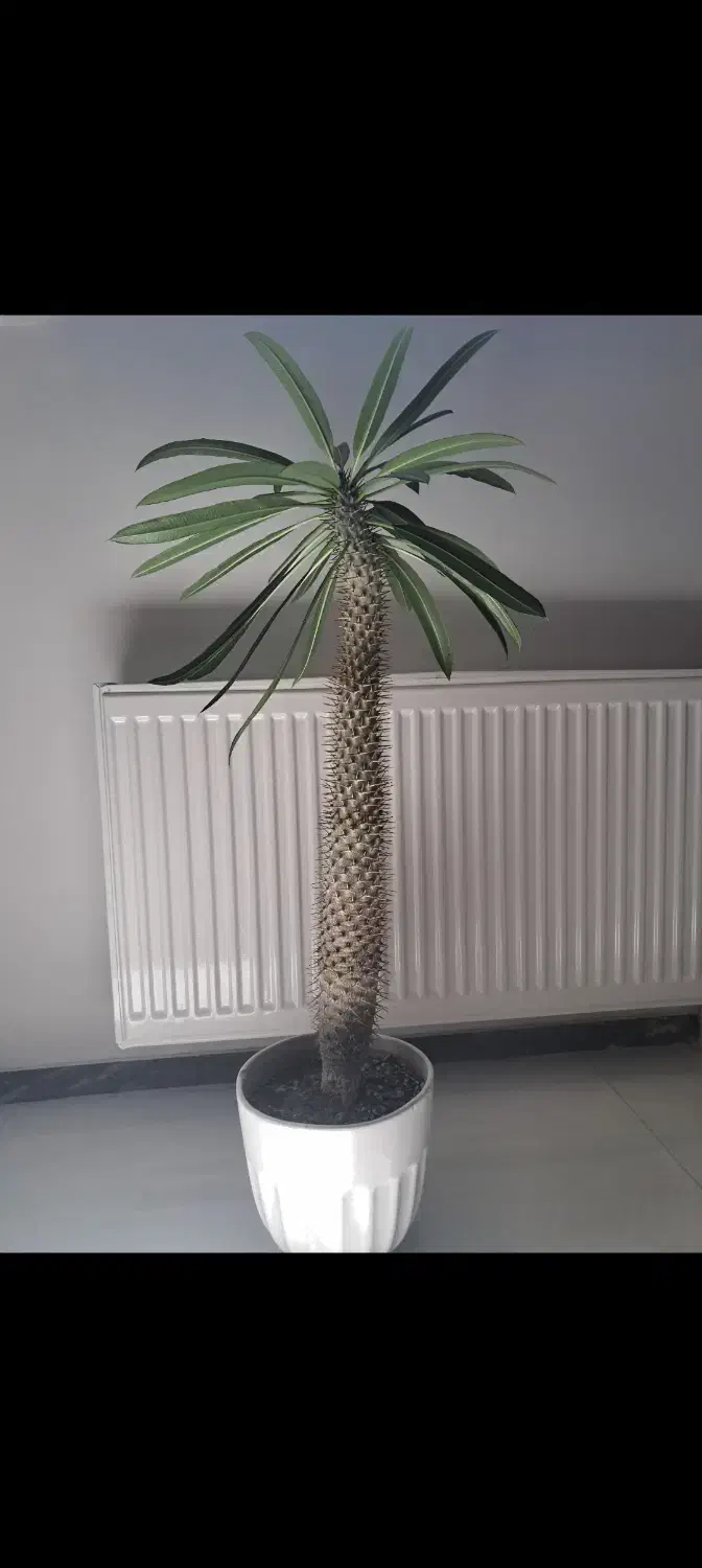 گل نخل ماداگاسکار ( پاکیپودیوم لامری)|گل و گیاه طبیعی|سقز, |دیوار