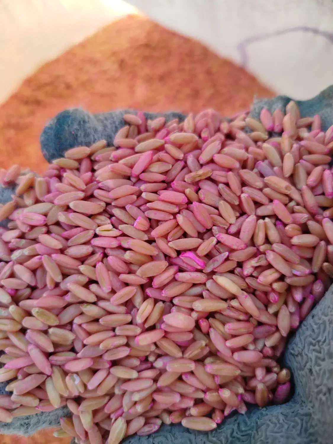 گندم مادر بوجاری شده|خدمات باغبانی و درختکاری|میانه, |دیوار