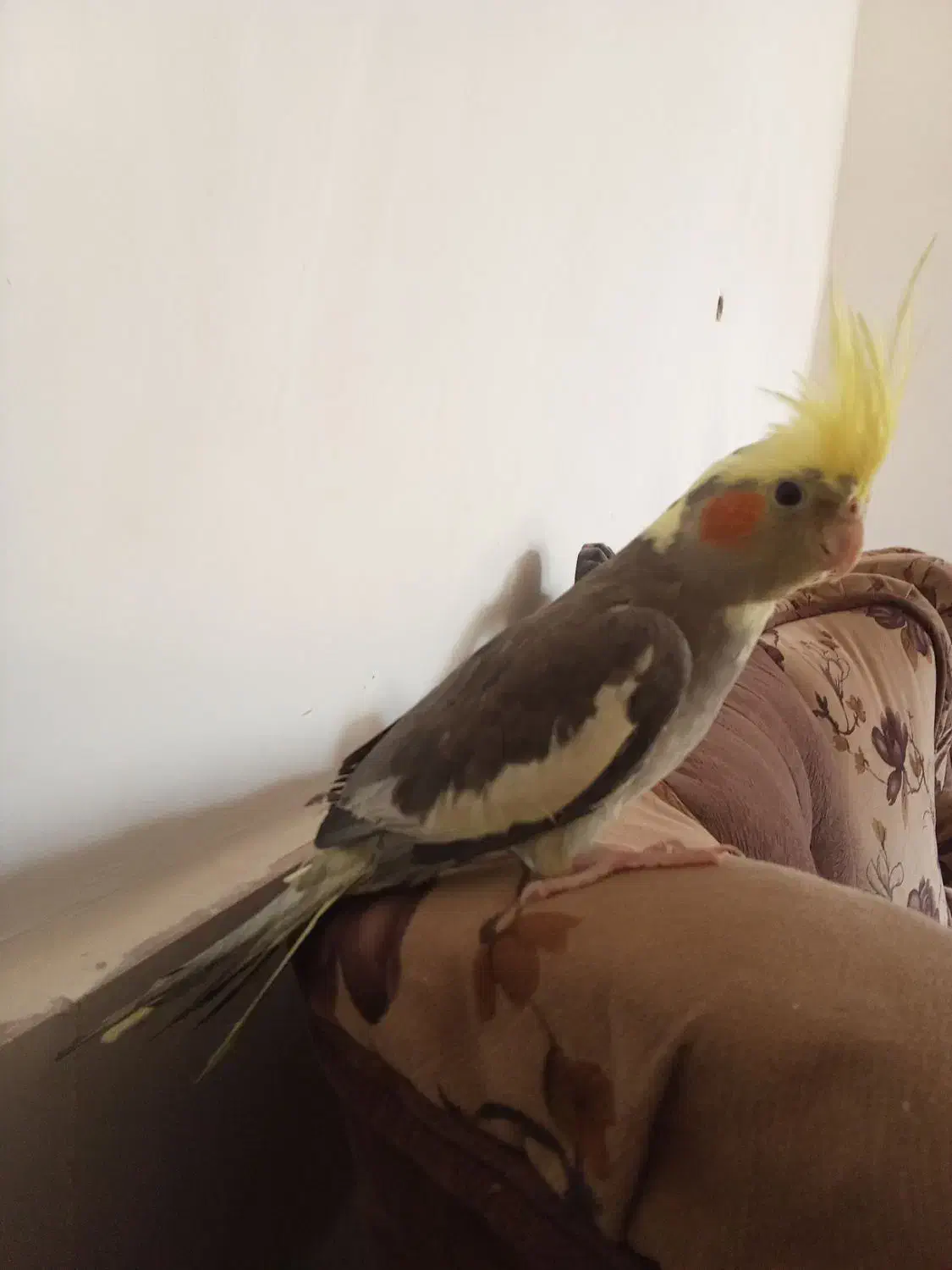 عروس هلندی دستی.|پرنده|سبزوار, قصبه شرقی|دیوار